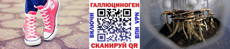 Псилоцибиновые грибы Cubensis  кракен маркетплейс  Полесск 
